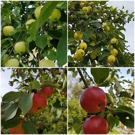 Farma Aarikan Maatilamajoitus *